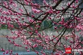 暖阳下遇见锦江边红梅花开｜图集图片
