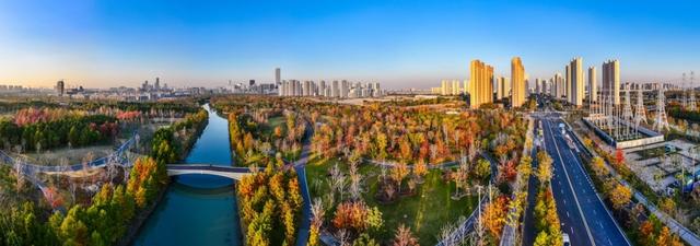 新晋秋日“顶流”美图来袭！魔都阿勒泰未开先火，落羽杉迎来最绚烂时刻