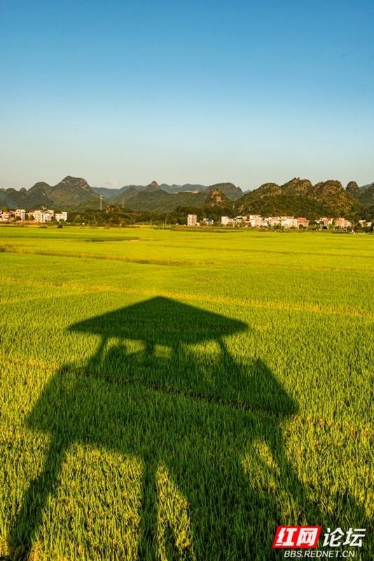 秋游时刻丨向稻浪深处出发：奔赴田心村，将秋日收藏成诗
