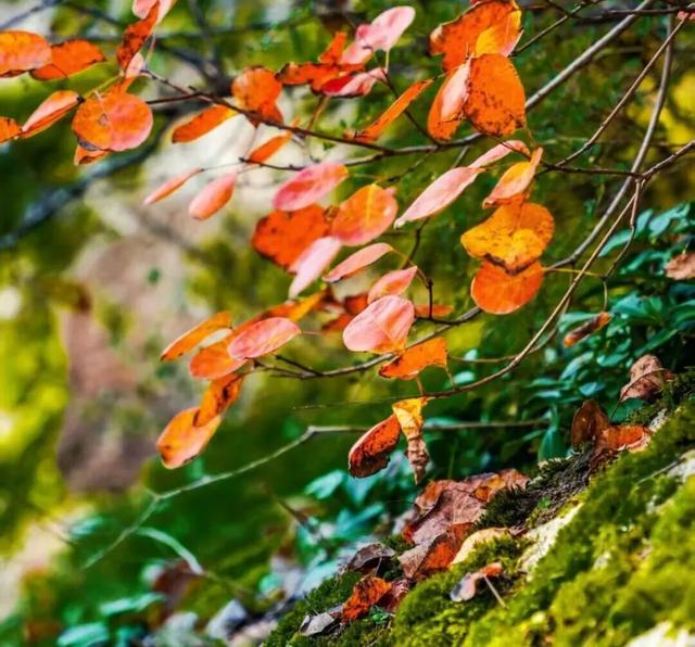 畅游年卡上新！解锁2026全年精彩，省钱又省心