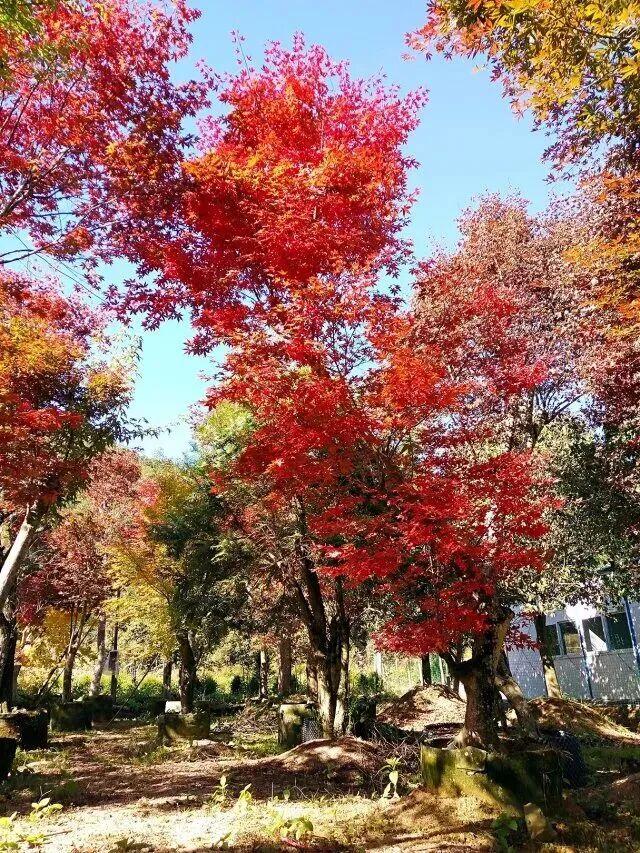 摘甜橙、赏红枫……龙岩初冬玩法上新