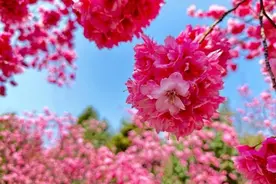 繁花呈贡 “樱”你而美 | 3月9日，呈贡约你来赏花图片