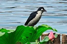 夜鹭守护明湖荷花图片