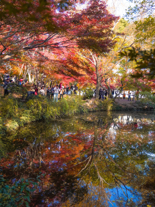 上海赏枫天花板！这座古典园林红叶浓度超标→