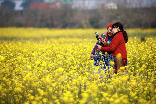 油菜花冬日“抢跑”，花海大片可以整起来了