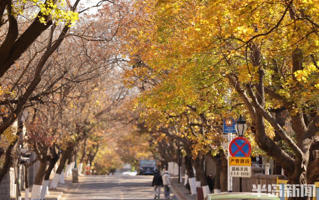 八大关红枫进入最后观赏期