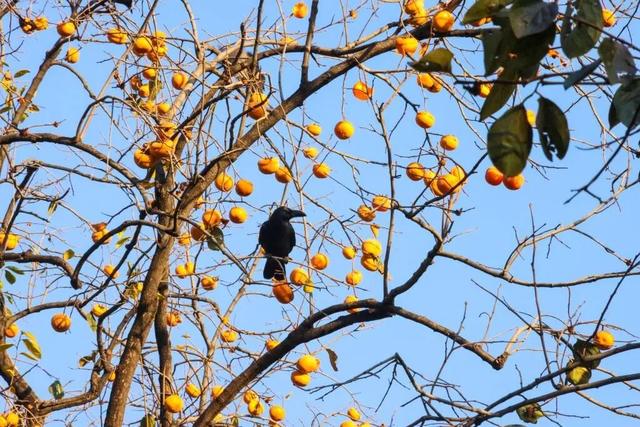 当立冬遇见金秋，北京动物园赏秋打卡攻略