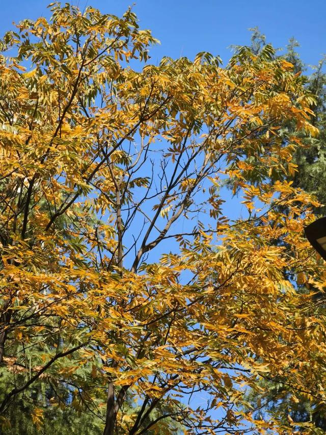 昌化路无患子披金裳，在街头邂逅油画般的秋色浪漫