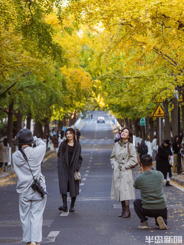 青岛深秋处处“鎏金”，美不胜收！