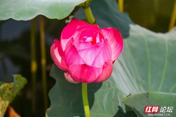 湘南荷韵永州情：那一池乡愁刻进骨子里