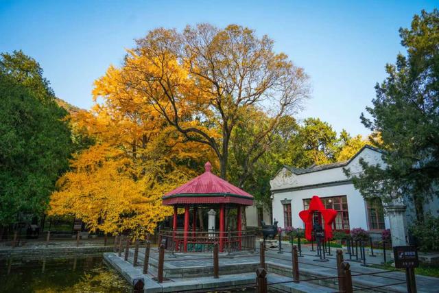 香山彩叶变色率已达75%-85%，这12处捡秋点位超出片