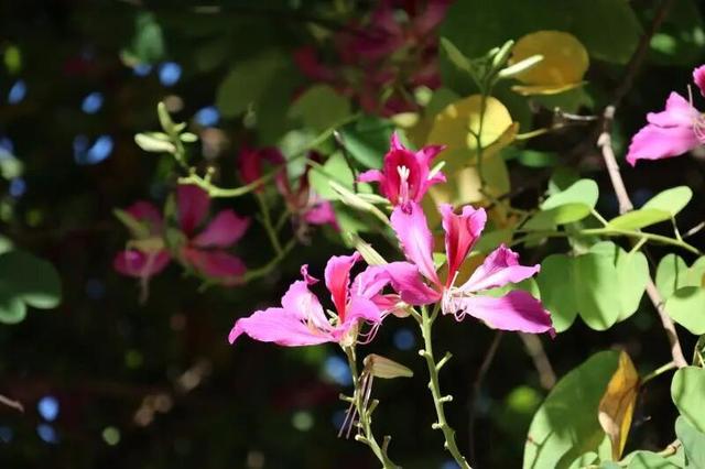 WOW，柳州超多赏秋打卡地，随手出大片！