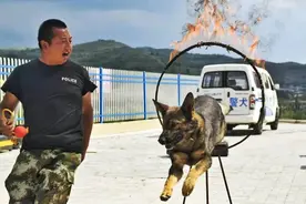 “不是每一条狗都能成为警犬” ——探访固原警犬基地！图片