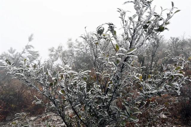 福建雨凇美景上线