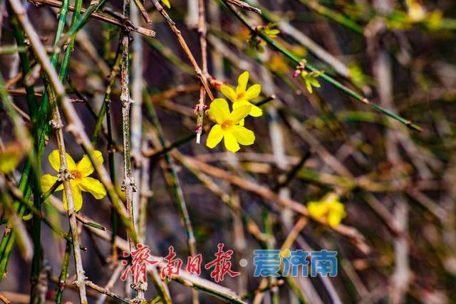 一年四季 泉在济南丨黑虎泉公园迎春花竞相绽放