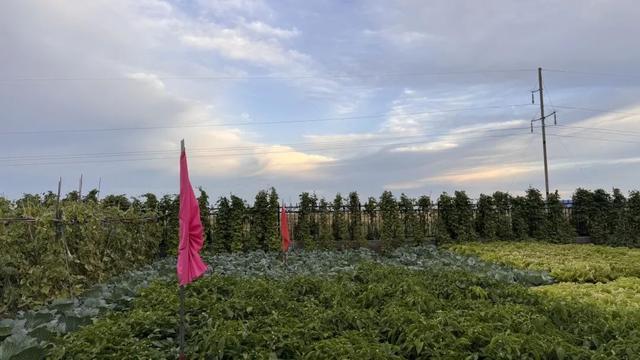 东乌珠穆沁旗找好羊（一）