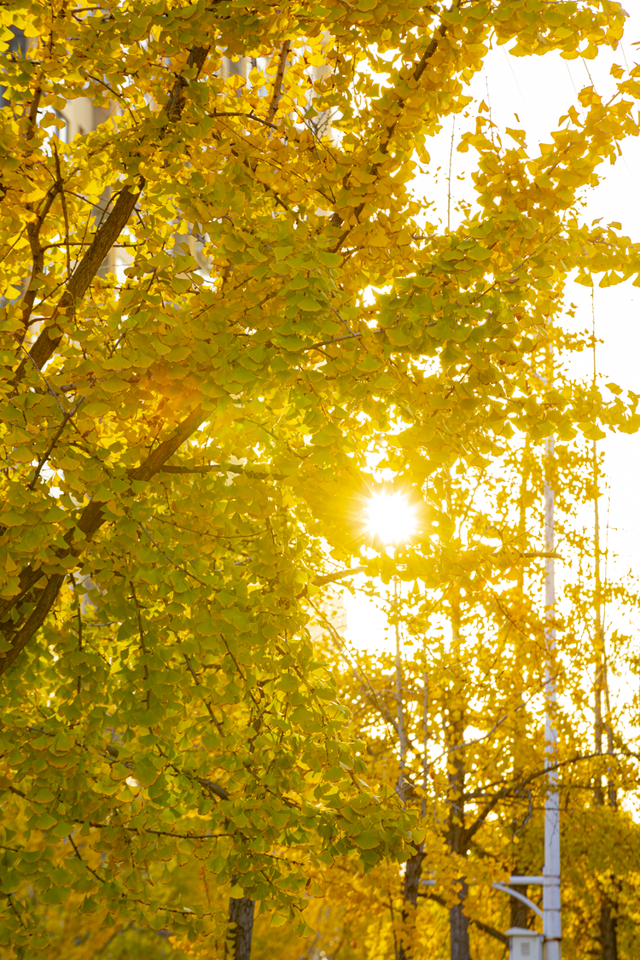 金灿灿！宜都限定美景上线！