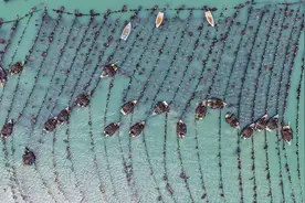 山东荣成：海带采收加工忙图片