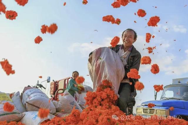 弥勒这花海美景又上线了！产值数千万元