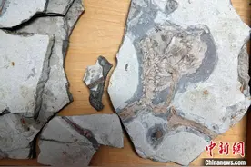 中国热河生物群发现翼龙新属种 华北克拉通翼龙研究挑战多项传统认知图片