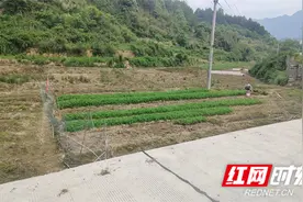 慈利县三合镇邻矿村：甜玉米种植忙 甜美生活有盼头图片