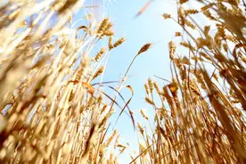 河北南皮：农机收麦显身手 机械化率100％图片