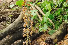 阳春市首次发现珍稀野生植物无叶美冠兰图片