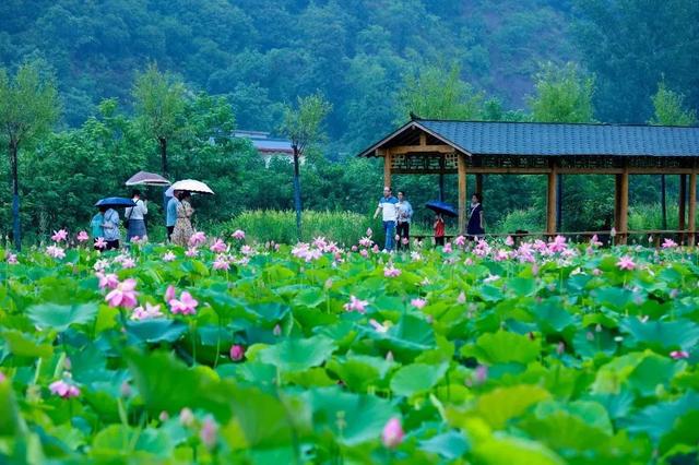 山间荷塘、河岸花海... ...洛阳这些地方美到犯规！