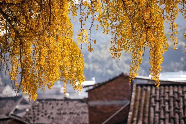 霸屏福安人朋友圈的这棵树即将进入最佳观赏期！时间就在…...