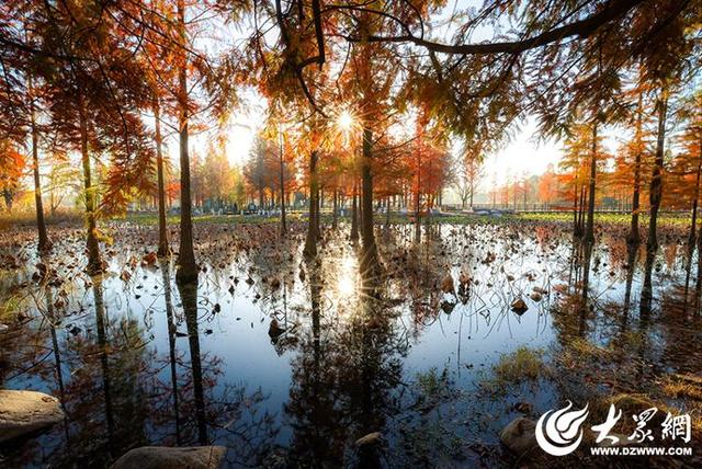 四季予你丨流动的油画！鱼鸟河水杉林上演“渐变魔法”