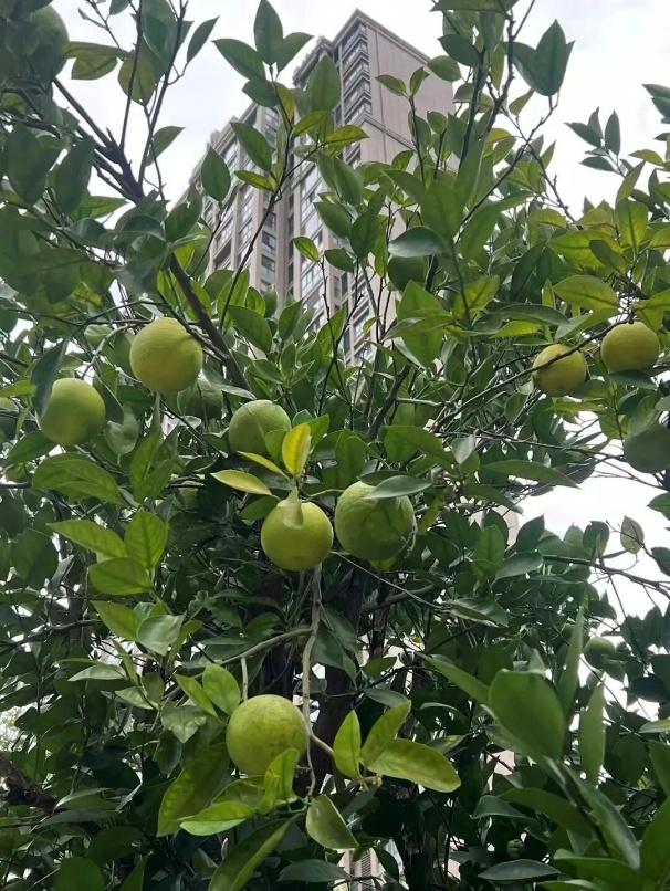 趁秋色浪漫，见一面吧