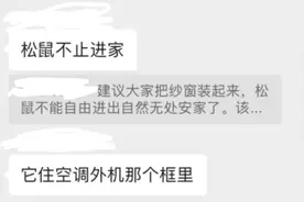 衢州多个小区松鼠成“灾”，19楼的业主也遭“空袭”，网友支招：干脆养着吧图片