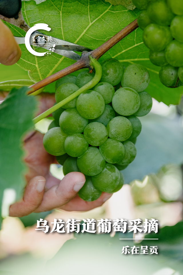 苹果红了，葡萄甜了！周末走起，八月甜蜜采摘正当时