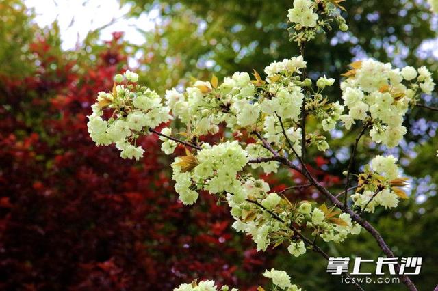 绿樱上线！长沙这两个公园等你来赏不一样的樱花