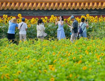 景山花海映红墙 两千平向日葵花海扮靓中轴线