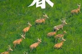 今日立春｜你“咬春”了吗？图片