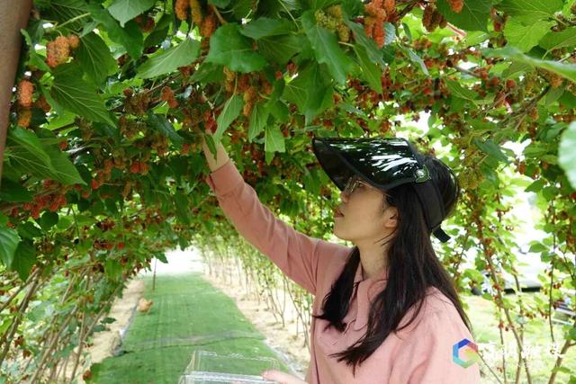 出发！高明遛娃采摘攻略来啦，甜度爆表（附定位）