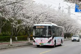 激活文旅“毛细血管”，杨高公交樱花巴士上新图片