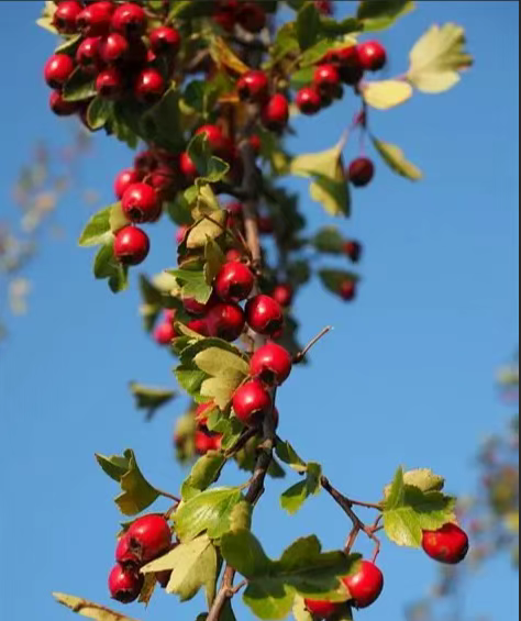 走，到郑州航空港“捡秋”去！丨港视角