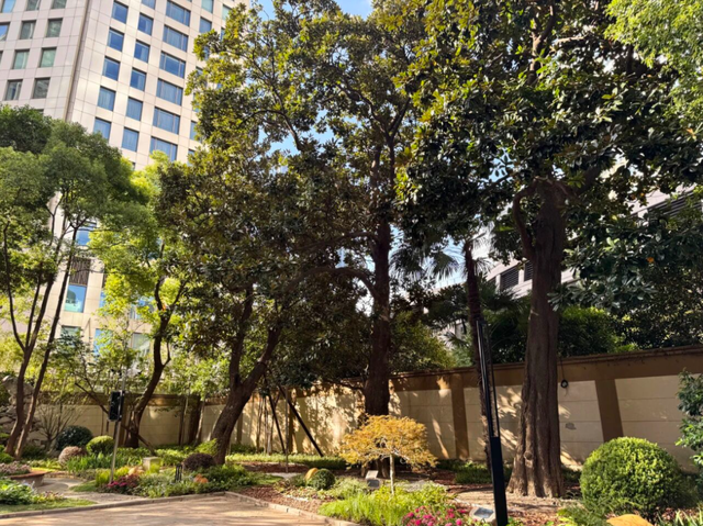 全市首个！静安这个商圈旁，竟藏着居民区里的“专业古树园”