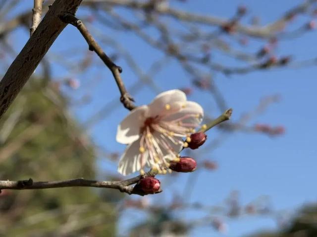 无锡梅园重要通知！