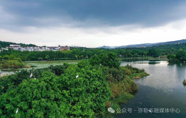 海鸥为何奔赴弥勒？原因找到了...