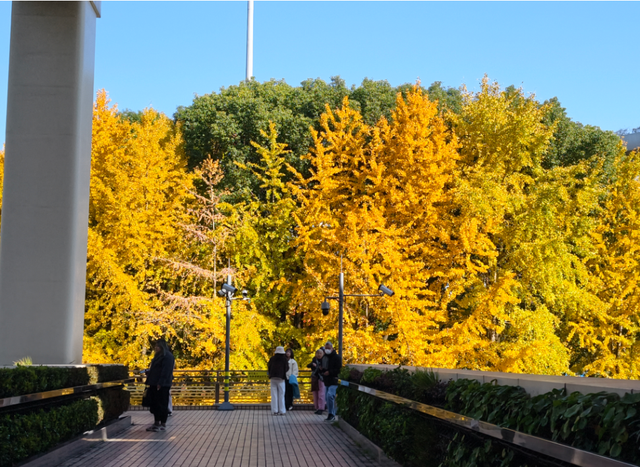 静安“银杏车站”迎来最美时刻！满眼的金色浪漫……（附全区银杏打卡点位）
