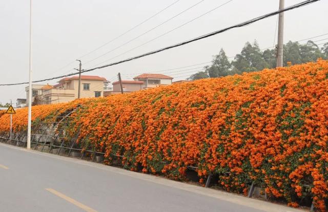 江门惊现“橙红瀑布”！马上解锁冬日限定→