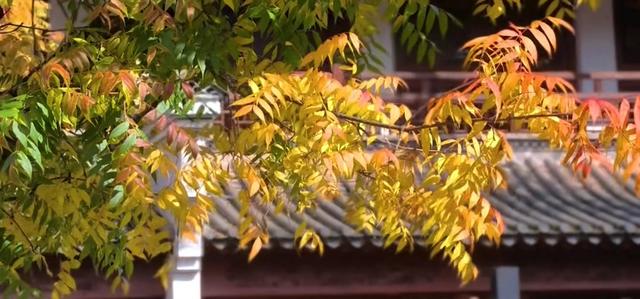 西冲玉带景区:徽派建筑与斑斓秋色的诗意交响