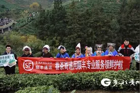 跨省送最快7小时！顺丰在贵州省春茶核心产区设300多个揽收点图片