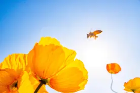 百亩花海与稻草童话交织 紫谷伊甸园“花田稻趣”解锁文旅新体验图片