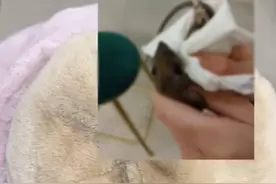 女生被老鼠咬后反咬一口，室友：她觉得被挑衅了，气不过，把老鼠天灵盖咬了俩牙印图片