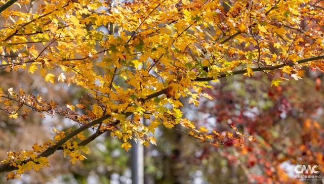 来崇明，邂逅“美拉德”风美景