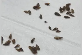 连续30多年未发现本地新感染血吸虫病病例！广东：继续巩固血吸虫病消除成果图片